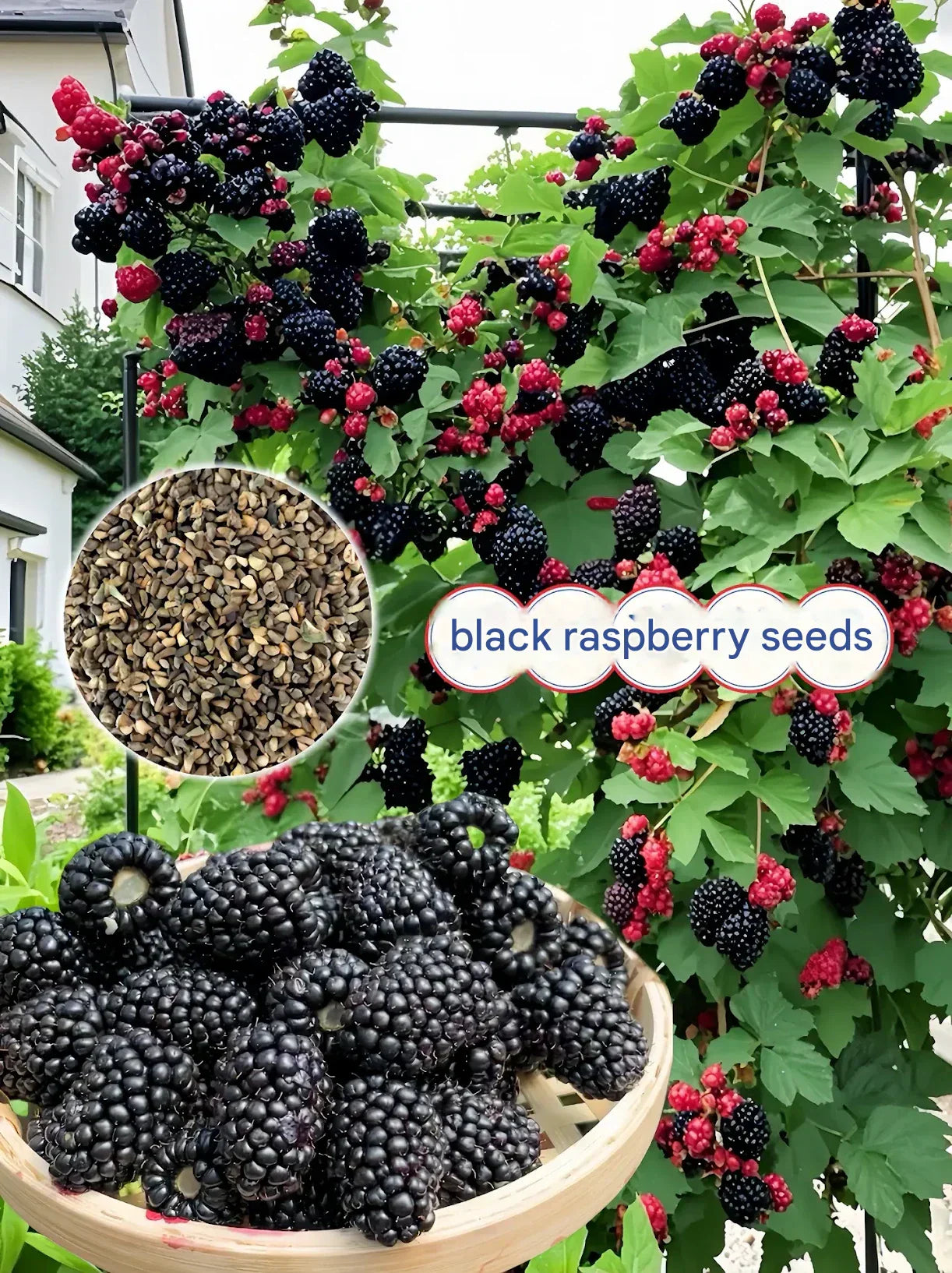 Semillas de frambuesa negra gigante-ES