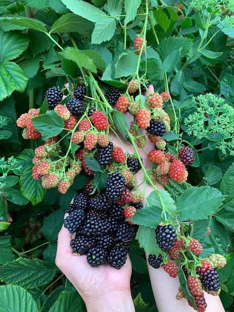 Semillas de frambuesa negra gigante-ES