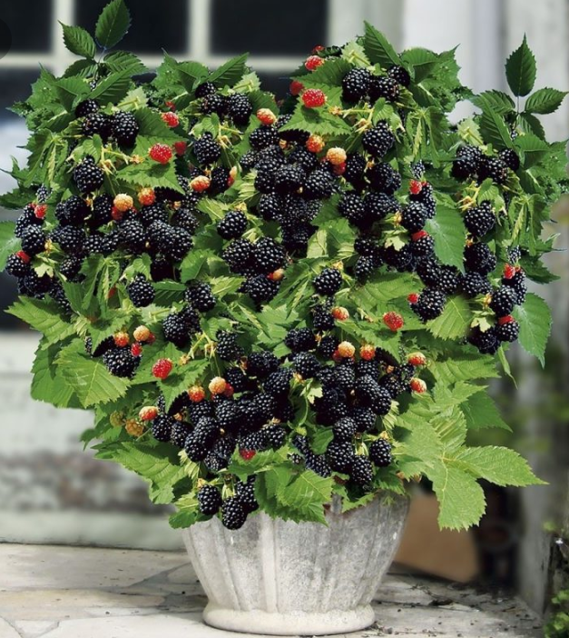 Semillas de frambuesa negra gigante-ES