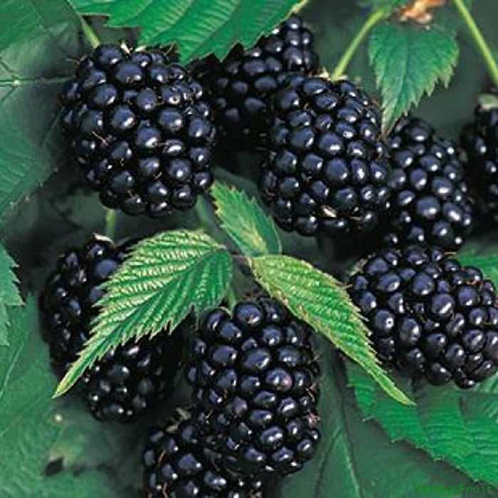 Semillas de frambuesa negra gigante-ES