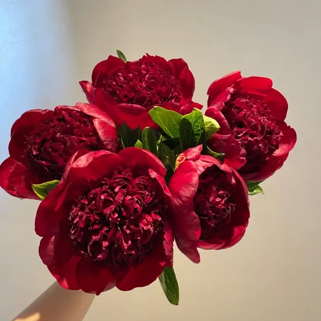🌺Čudovita mešana semena potonik-SI