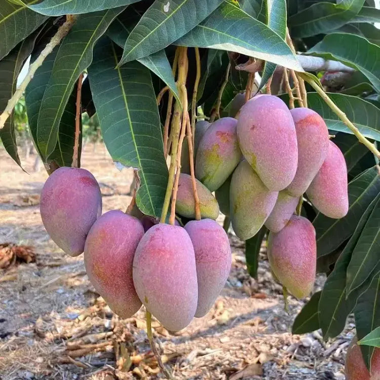 🥭 Plántulas de mango aterciopeladas, dulces y jugosas: ¡siente el sabor del trópico en tu propia casa! 🌴-ES