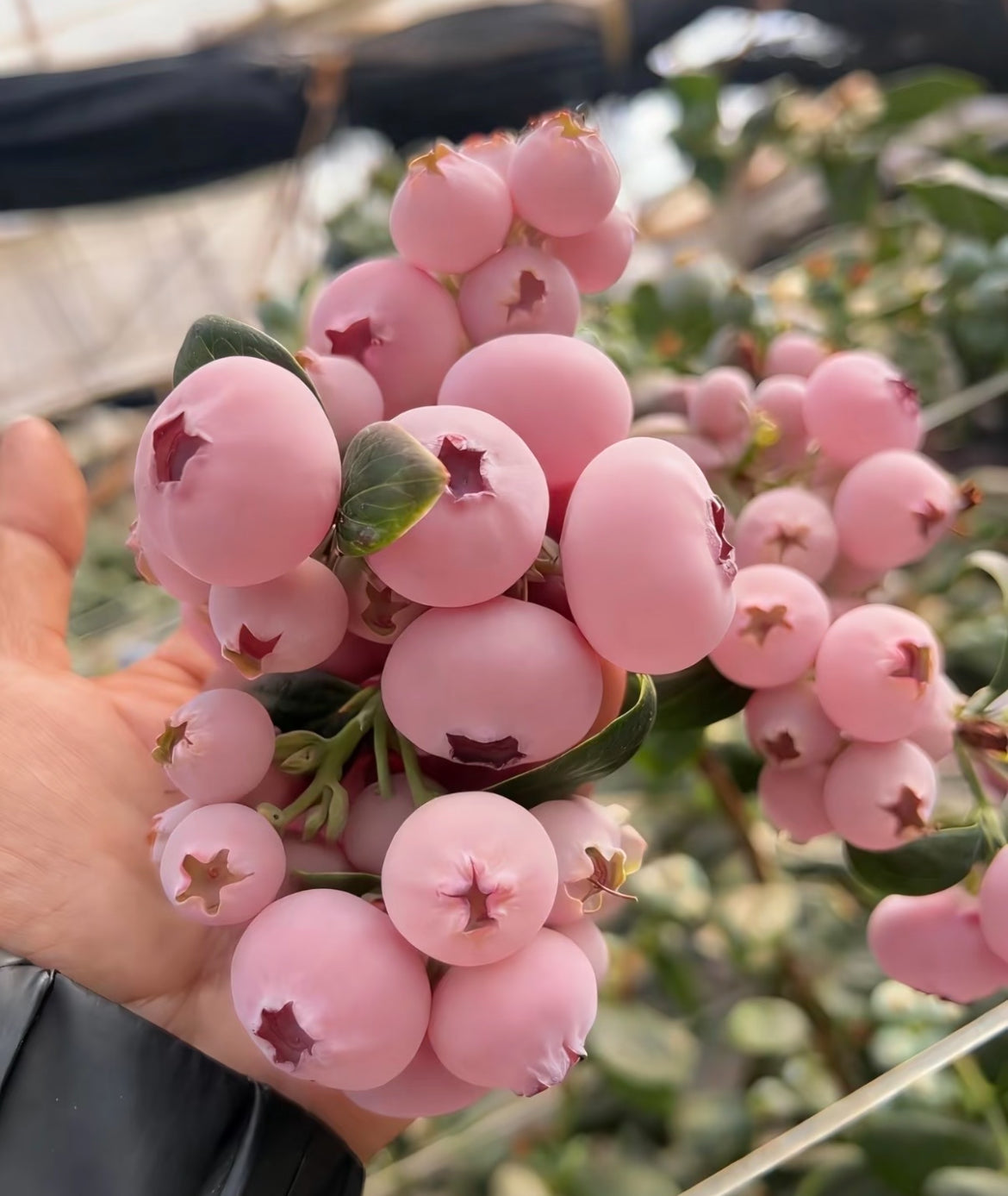 „Pink Bliss“ mėlynių sėklos – dvigubas saldumas-LT