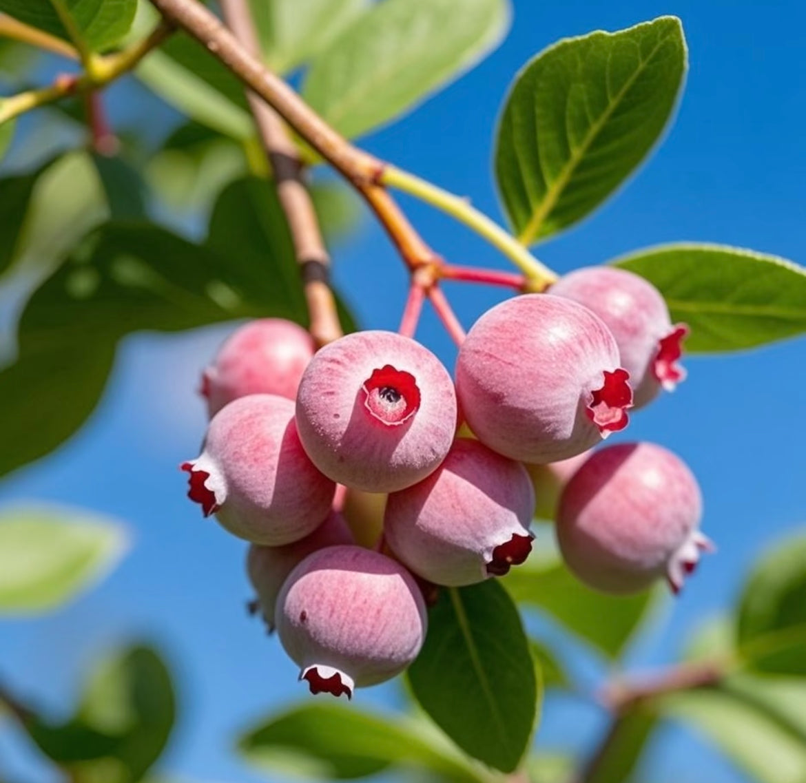 „Pink Bliss“ mėlynių sėklos – dvigubas saldumas-LT