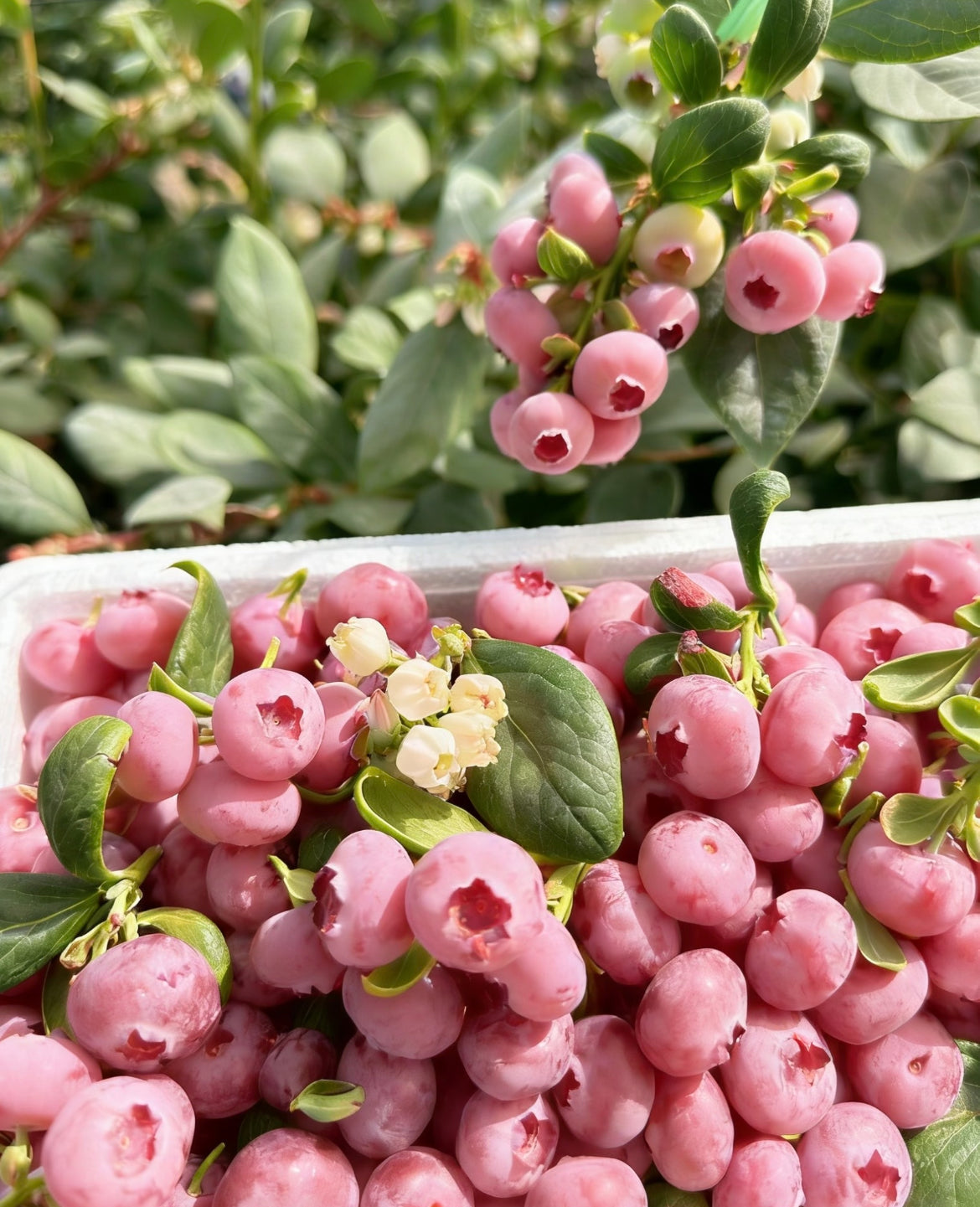 „Pink Bliss“ mėlynių sėklos – dvigubas saldumas-LT