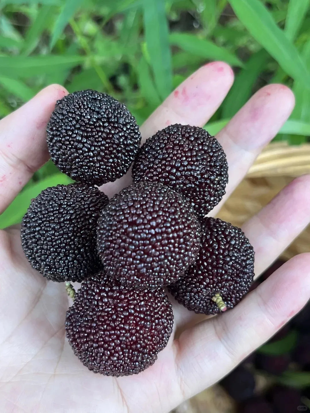 Milžiniškas lauro uogas: stalo teniso kamuoliuko dydžio, ⭐ braškių ir vyšnių derinio skonis-LT