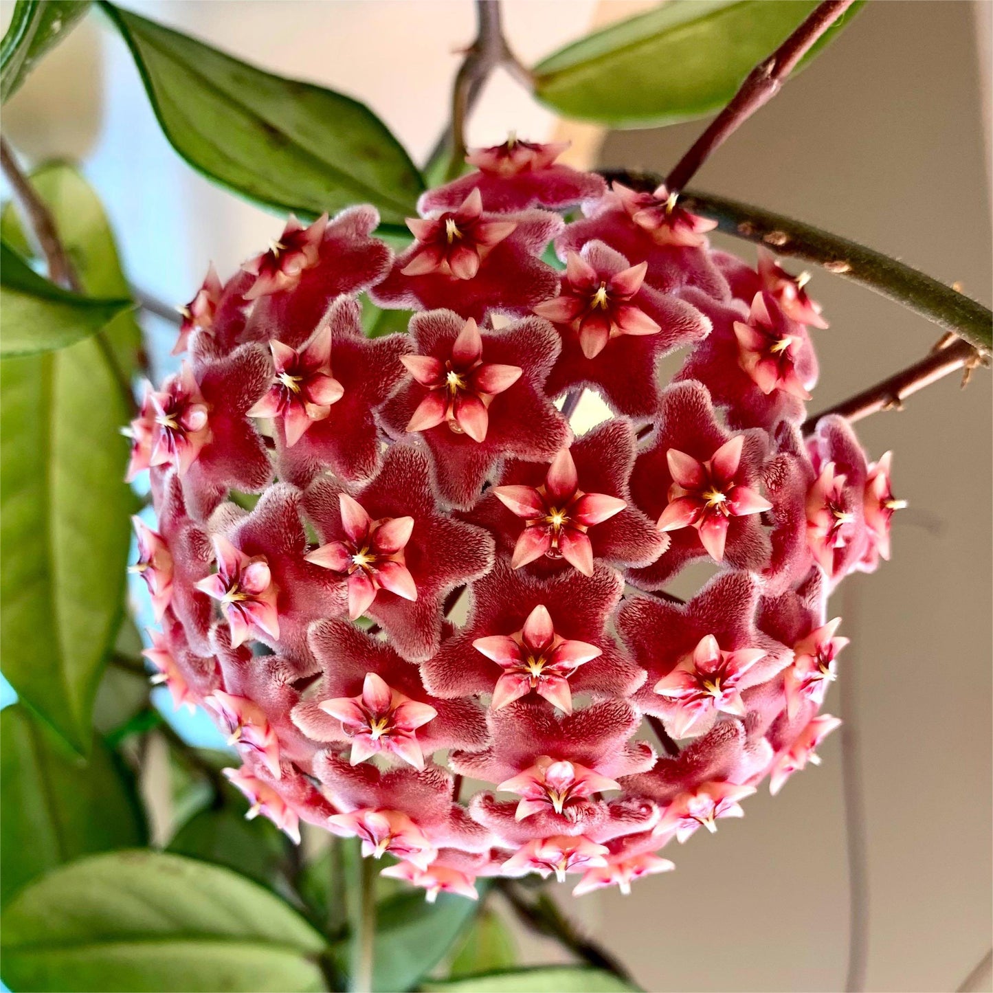 ✨Λαμπτήρες Hoya – Αστέρια που πέφτουν από τον ουρανό✨-GR