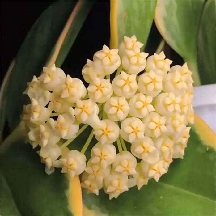 ✨Λαμπτήρες Hoya – Αστέρια που πέφτουν από τον ουρανό✨-GR