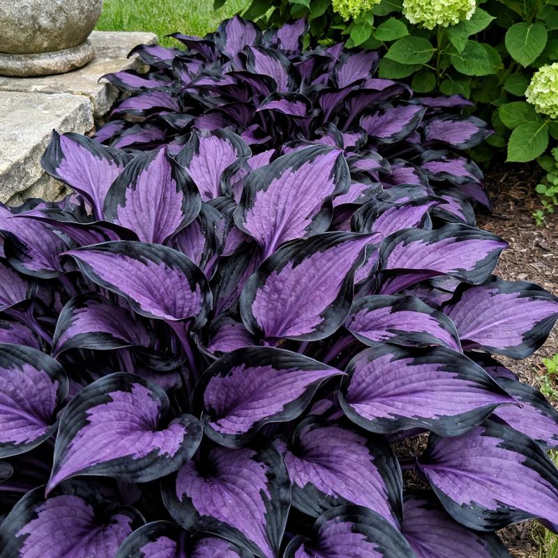 💥Καυτή Προσφορά 2025 🌌Σπόροι Hosta Midnight Purple Heart, ένα πολυετές φυτό που αγαπά τη σκιά για τον κήπο-GR