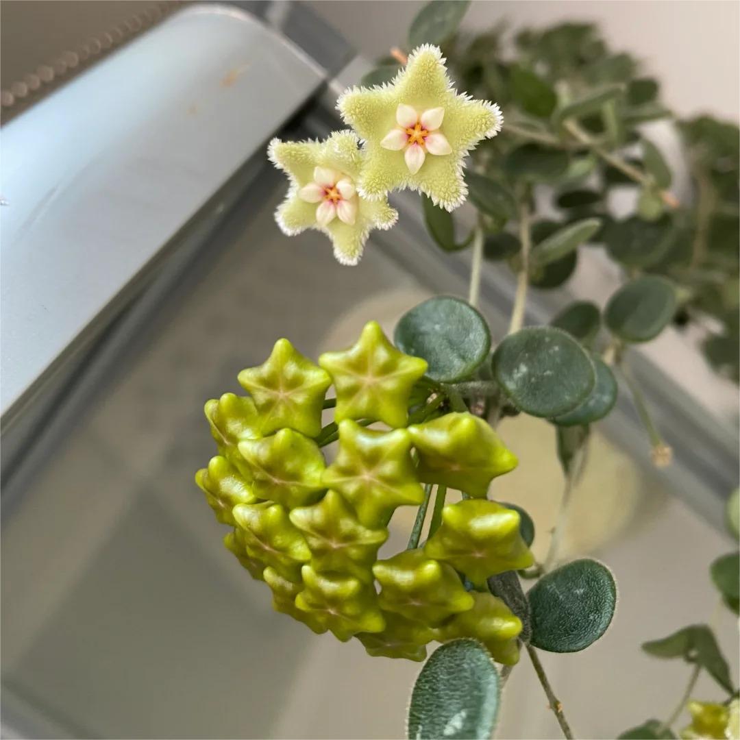 ✨Λαμπτήρες Hoya – Αστέρια που πέφτουν από τον ουρανό✨-GR