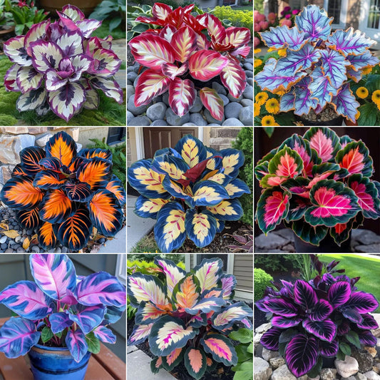 🌿 Spalvingos hostų sėklos – pavėsio karalius sode! 🌿-LT