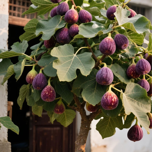 SweetHarvest figų sėklos-LT