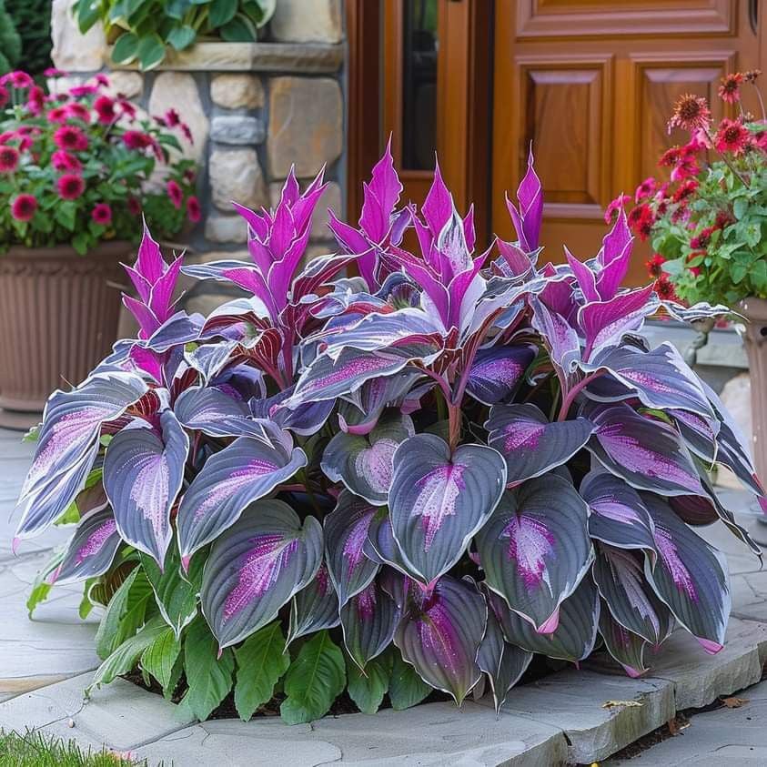 🔥Último día de venta🔥Semillas de hosta premium raras🌿Planta tolerante a la sombra-ES