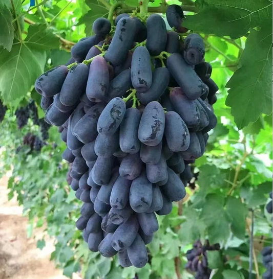 🔥 PASKUTINĖS DIENOS akcija – 30 % NUOLAIDA 💜 Saldžioji safyro vynuogė (retos pirštinės vynuogės) 🍇-LT