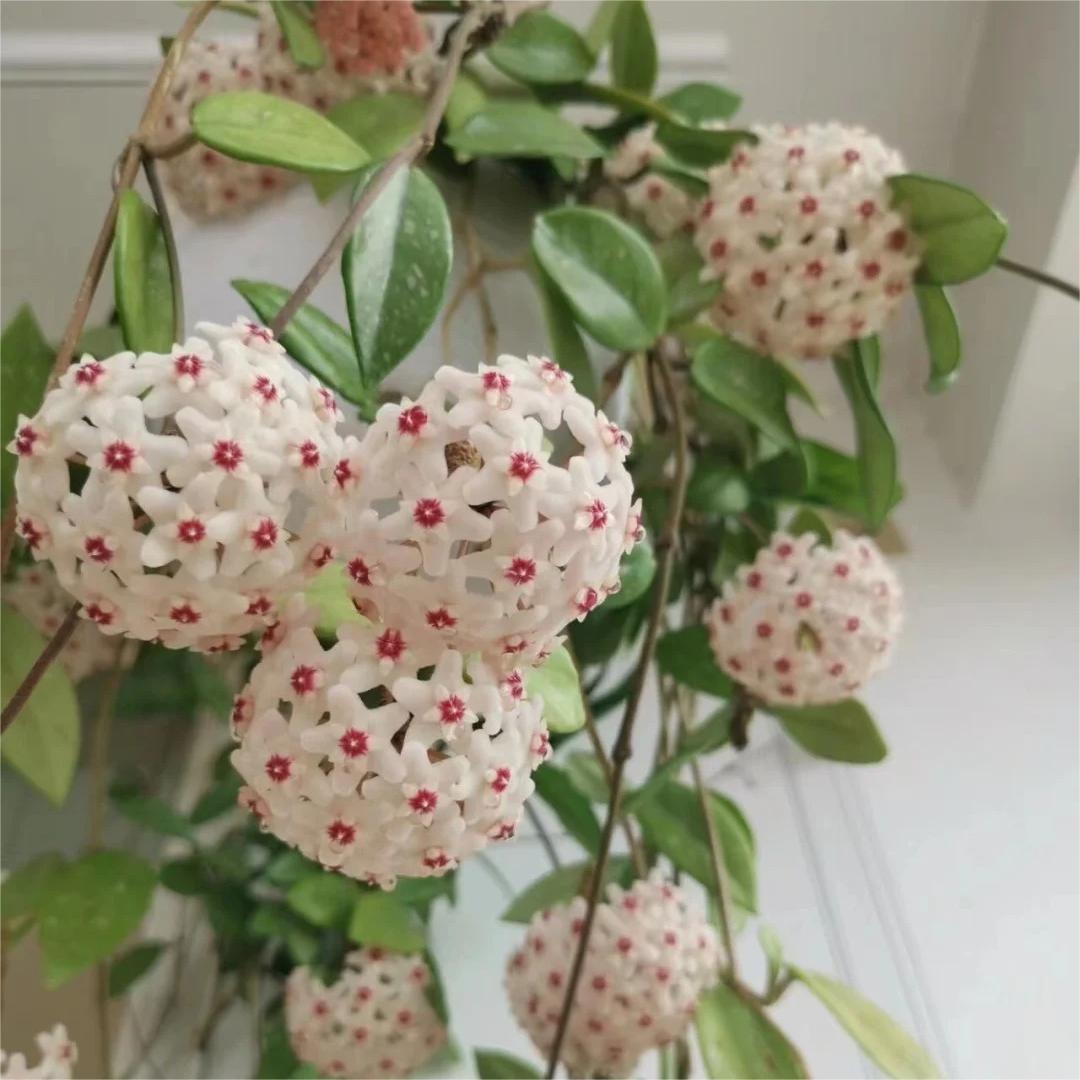 ✨Λαμπτήρες Hoya – Αστέρια που πέφτουν από τον ουρανό✨-GR