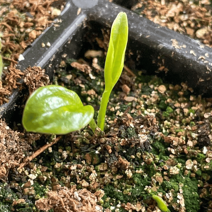 🌿 Retos Hosta svogūnėlės🎁 Specialus pasiūlymas 2025 m.-LT