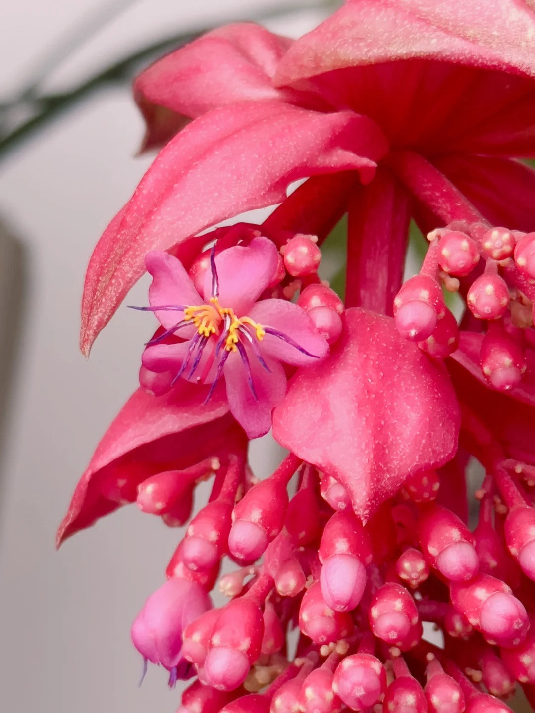 Semena vrtnice - gojite kraljico rož na svojem vrtu-SI