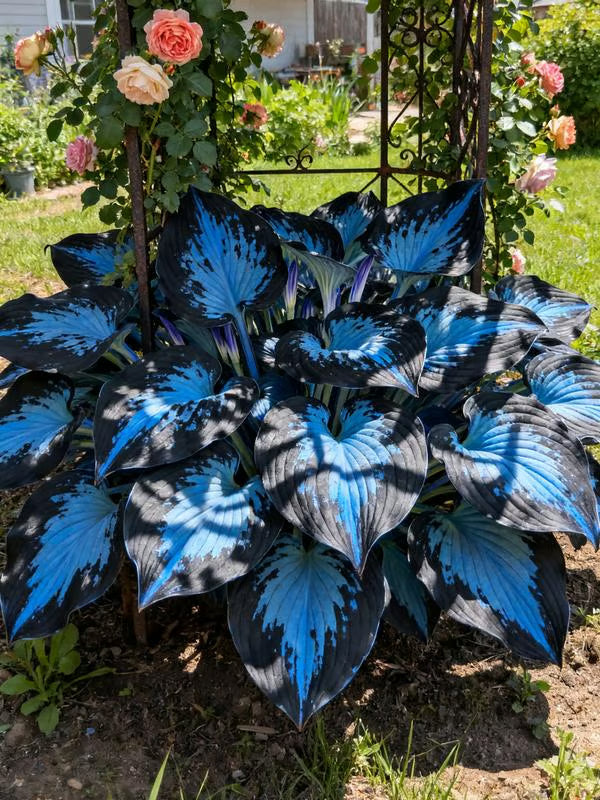 💥Καυτή Προσφορά 2025 🌌Σπόροι Hosta Midnight Purple Heart, ένα πολυετές φυτό που αγαπά τη σκιά για τον κήπο-GR
