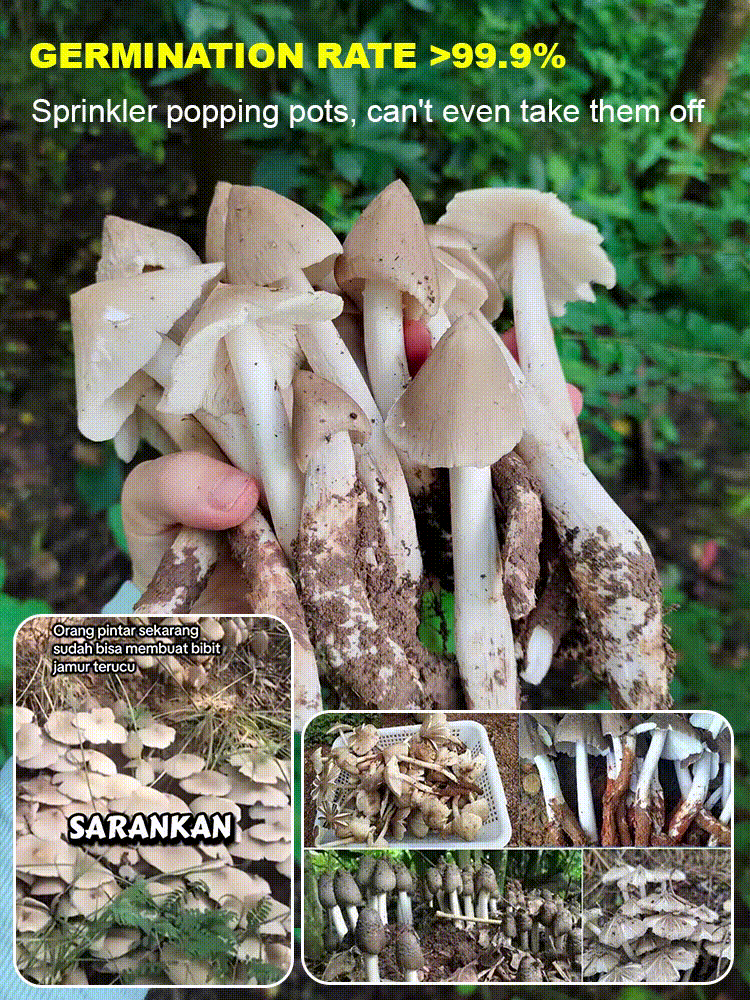 Auténtica variedad de hongo "Jizong"-ES