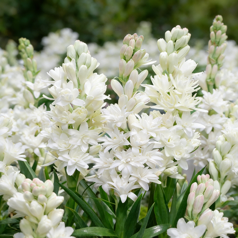 🌺Βολβοί διπλού αρώματος Tuberose – Moon Garden Flower-GR