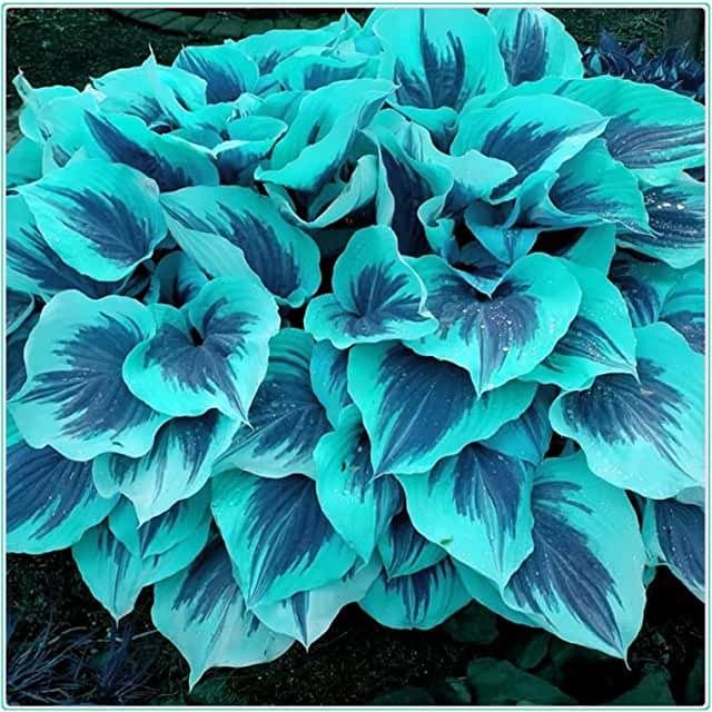 Semillas raras de hosta multicolor-ES