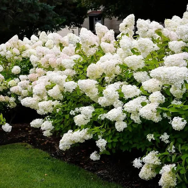 🌈Mezcla de semillas de hortensias: hermosas y resistentes semillas perennes para tu jardín.-ES