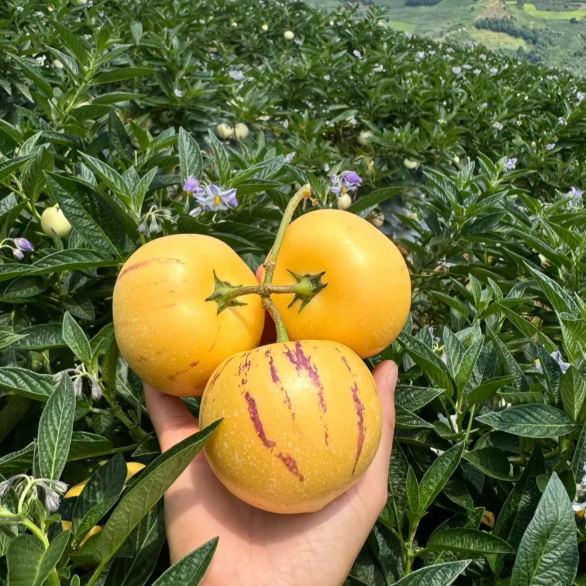 Semillas de melón y pepino de fruta de ginseng-Solanum Muricatum-ES