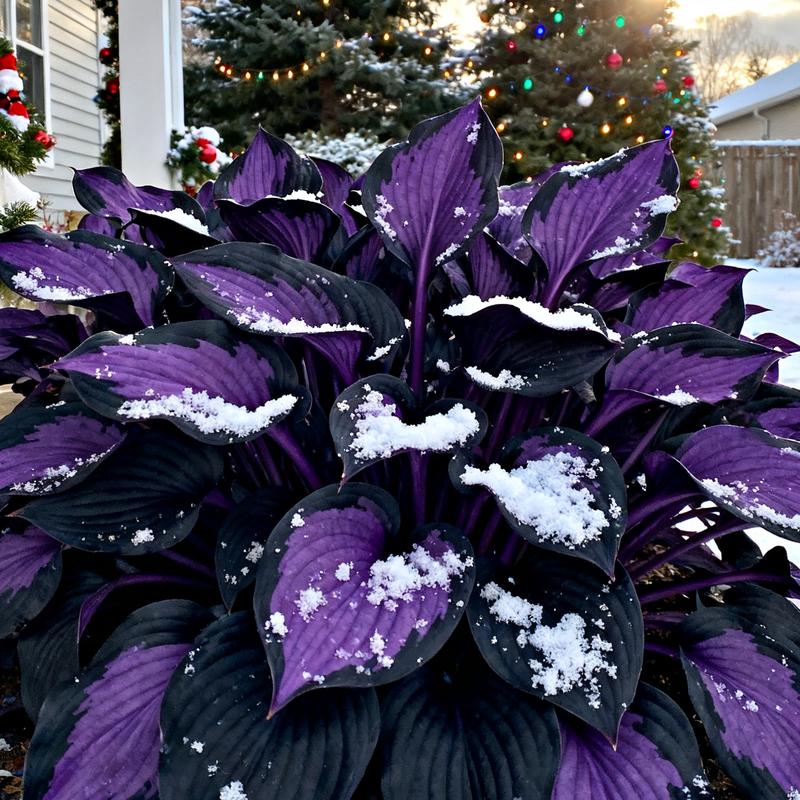 💥Καυτή Προσφορά 2025 🌌Σπόροι Hosta Midnight Purple Heart, ένα πολυετές φυτό που αγαπά τη σκιά για τον κήπο-GR
