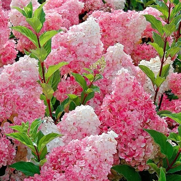 🌈Mezcla de semillas de hortensias: hermosas y resistentes semillas perennes para tu jardín.-ES