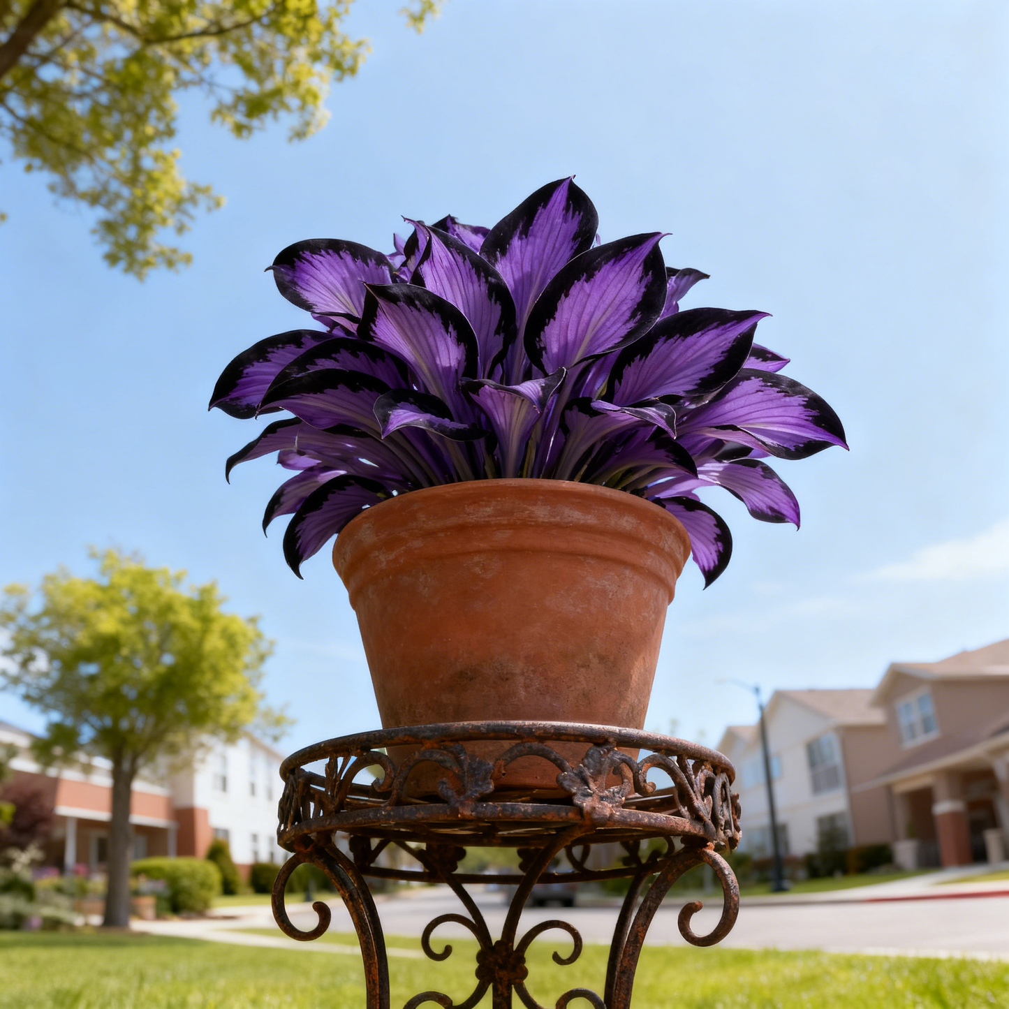 🌌💜 Hosta Purple Heart v omejeni izdaji – globoko, kraljevsko listje, samo tukaj!✨🌿-SI