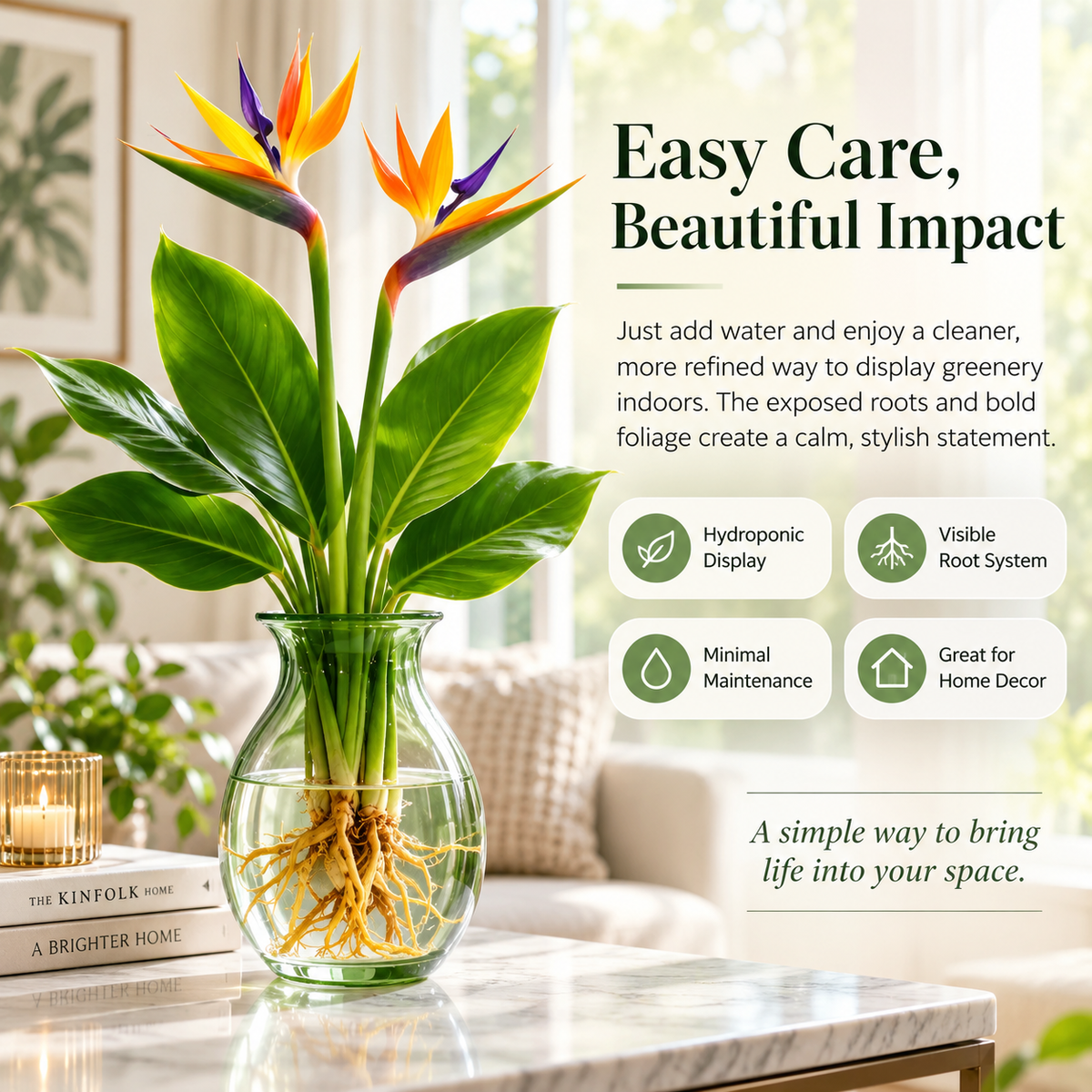 🕊️ Hydroponic Bird of Paradise Starter – Tropical Water-Grown Indoor Plant 💧🌱