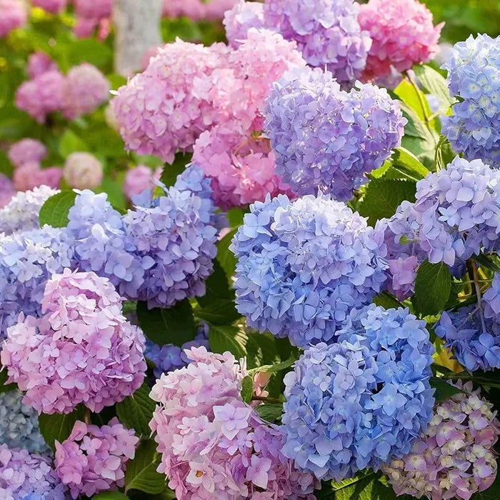 🌈Mezcla de semillas de hortensias: hermosas y resistentes semillas perennes para tu jardín.-ES
