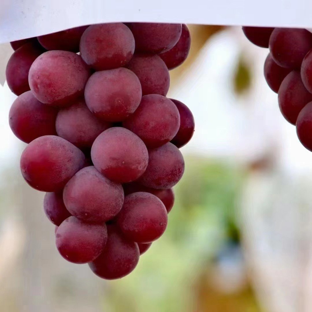 Riboto leidimo nauja veislė – „Queen Nina“ vynuogių sėklos saldžiam, sultingam sodo derliui 🍇-LT