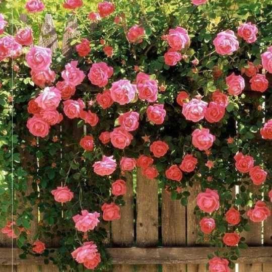 Sjeme ruže penjačice🌹-HR