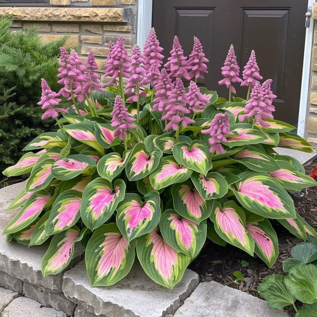 🔥Último día de venta🔥Semillas de hosta premium raras🌿Planta tolerante a la sombra-ES