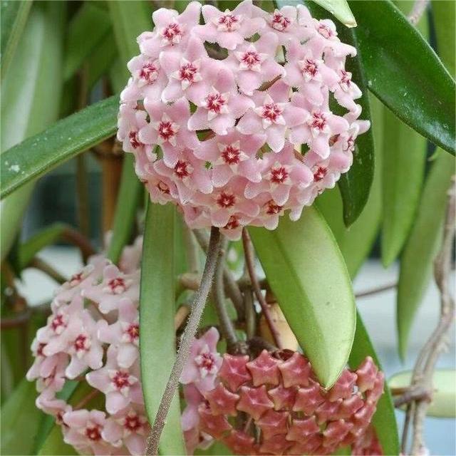 ✨Λαμπτήρες Hoya – Αστέρια που πέφτουν από τον ουρανό✨-GR