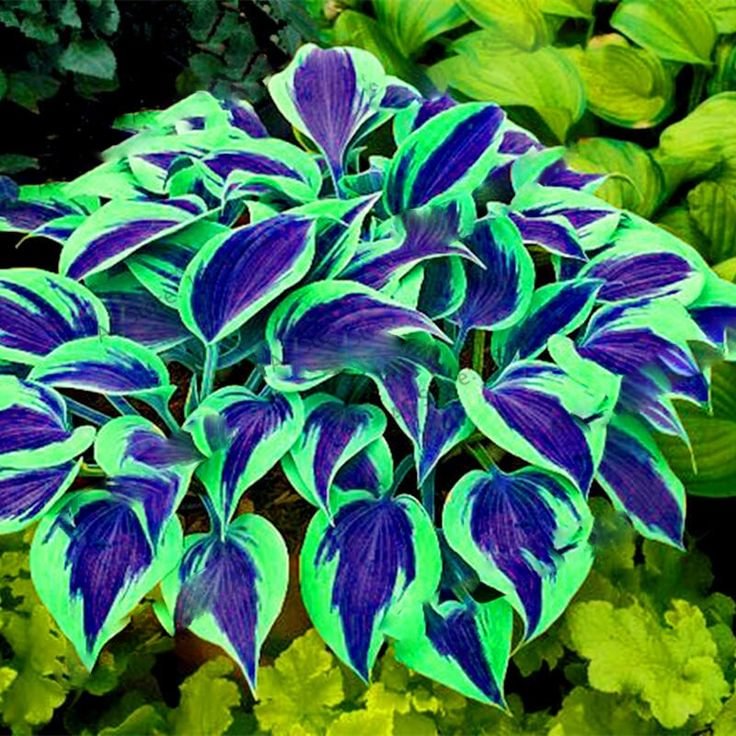 Semillas raras de hosta multicolor-ES