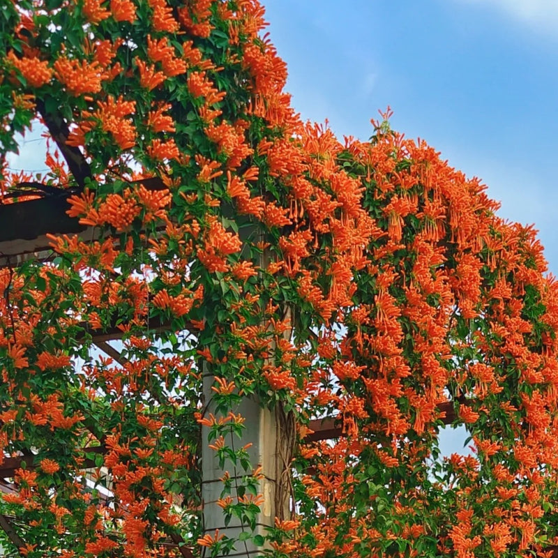 Fejerverkų gėlių sėklos-LT