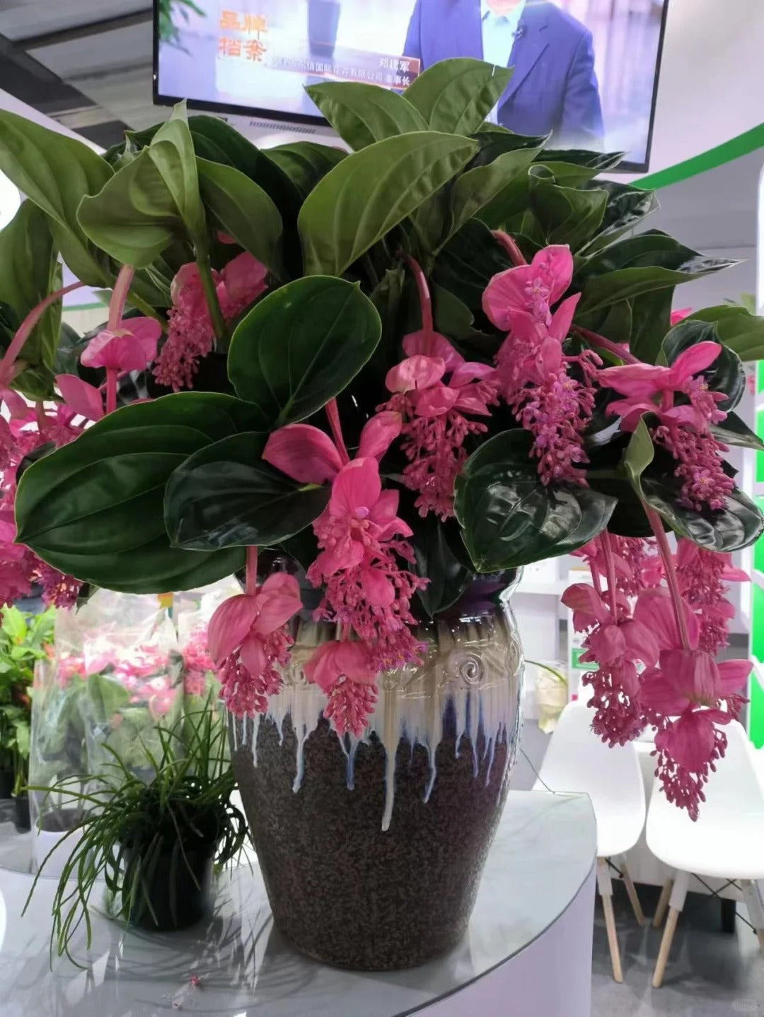 Semena vrtnice - gojite kraljico rož na svojem vrtu-SI