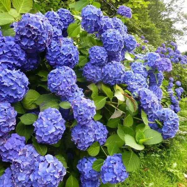 🌈Mezcla de semillas de hortensias: hermosas y resistentes semillas perennes para tu jardín.-ES