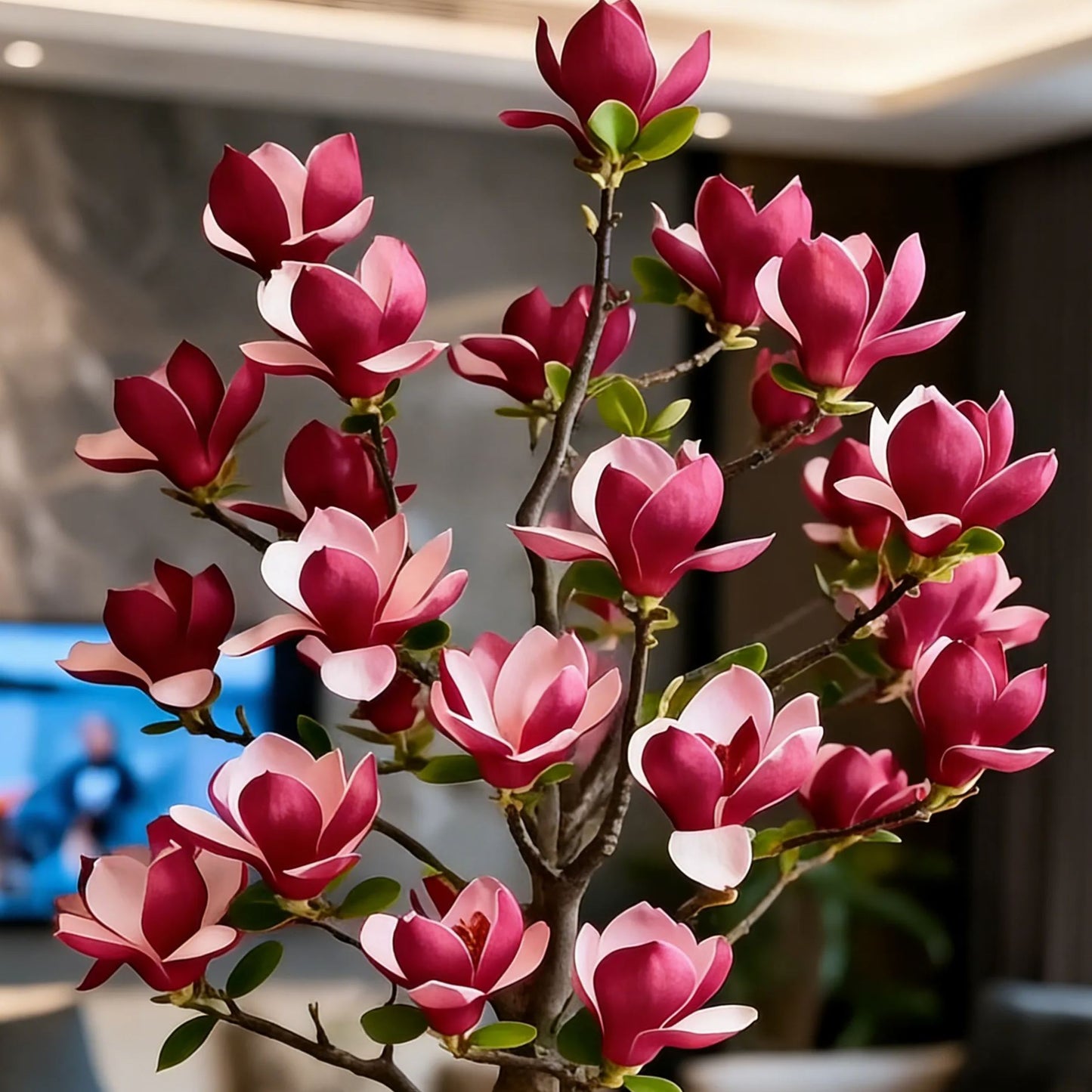 Cibuľky Magnolia liliiflora (fialové orchidey) 🌸 Kvety skrývajú listy, vôňa napĺňa vzduch-SK