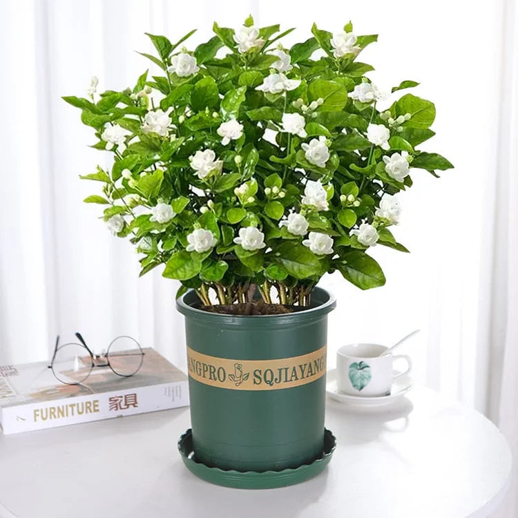 PASKUTINĖS DIENOS akcija – 35 % NUOLAIDA 🌸 Vazoninis augalas su jazminais (🌱Išlikimo garantija: nemokami pakeitimai🌿)-LT