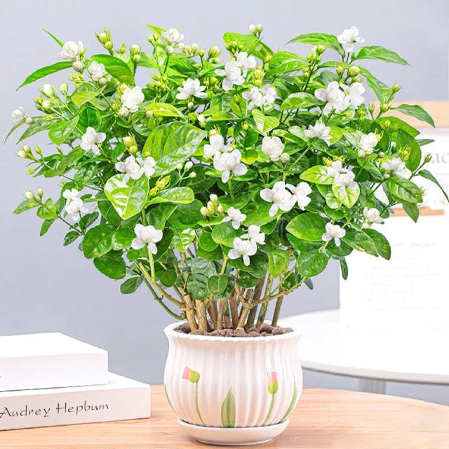 PASKUTINĖS DIENOS akcija – 35 % NUOLAIDA 🌸 Vazoninis augalas su jazminais (🌱Išlikimo garantija: nemokami pakeitimai🌿)-LT