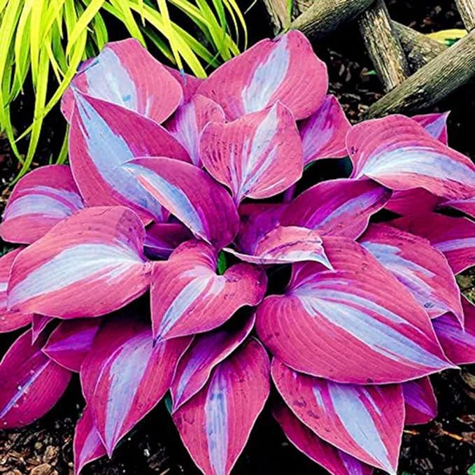 Semillas raras de hosta multicolor-ES