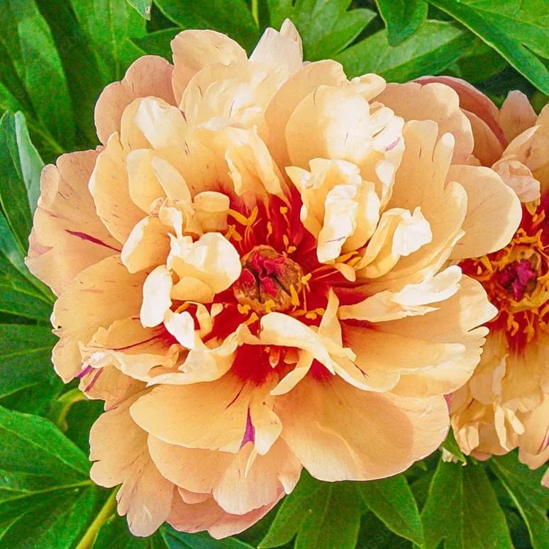 🌸 Redke čebulice vzpenjajočih se potonik🪴 Veliki, dvojni cvetovi, trajnica, odporna proti zmrzali, enostavna za gojenje, priljubljena vrtna rastlina-SI