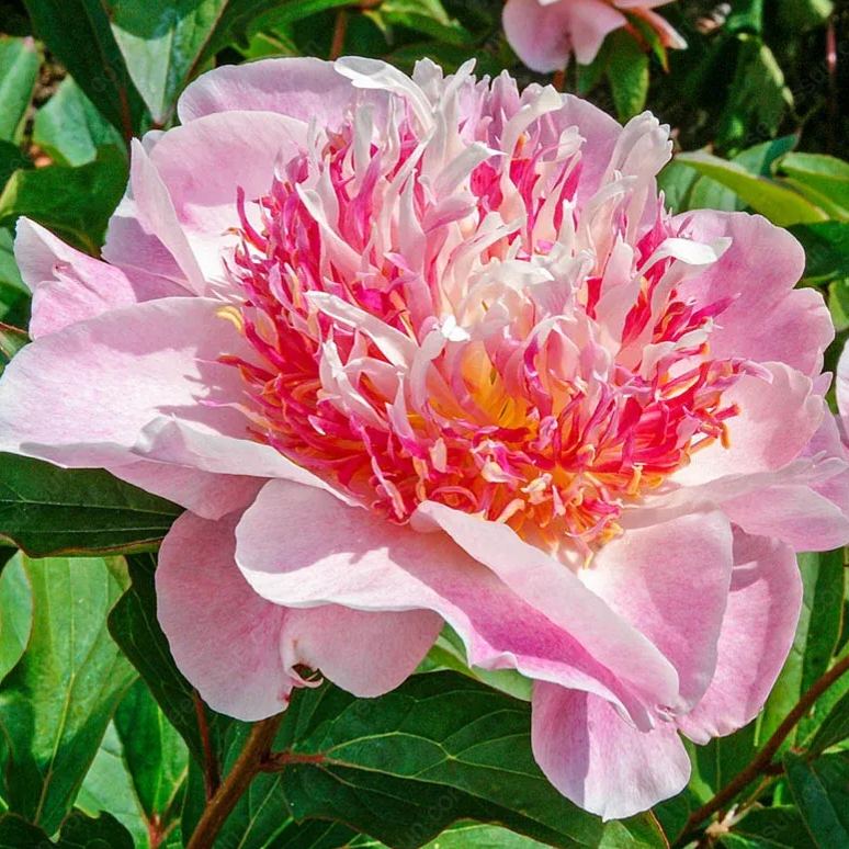 🌸 Redke čebulice vzpenjajočih se potonik🪴 Veliki, dvojni cvetovi, trajnica, odporna proti zmrzali, enostavna za gojenje, priljubljena vrtna rastlina-SI