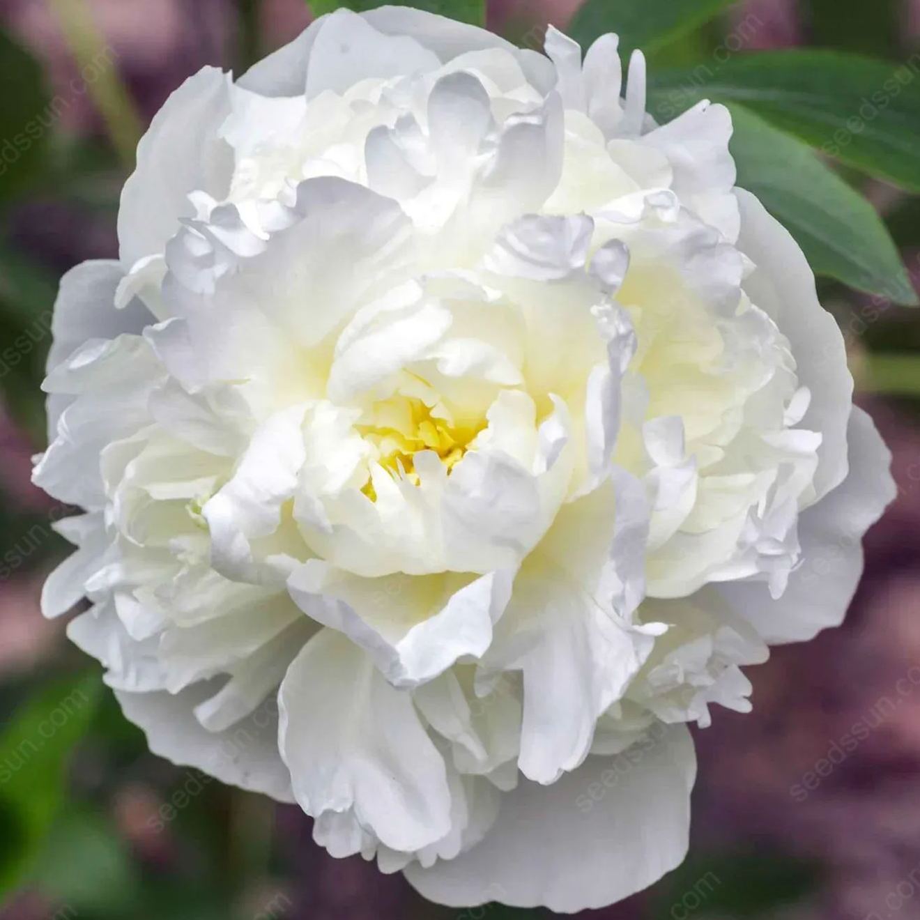 🌸 Redke čebulice vzpenjajočih se potonik🪴 Veliki, dvojni cvetovi, trajnica, odporna proti zmrzali, enostavna za gojenje, priljubljena vrtna rastlina-SI