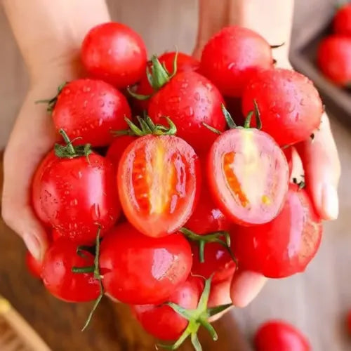 🍅🍅Nykštukinių pomidorų sėklos vazonėliuose-LT