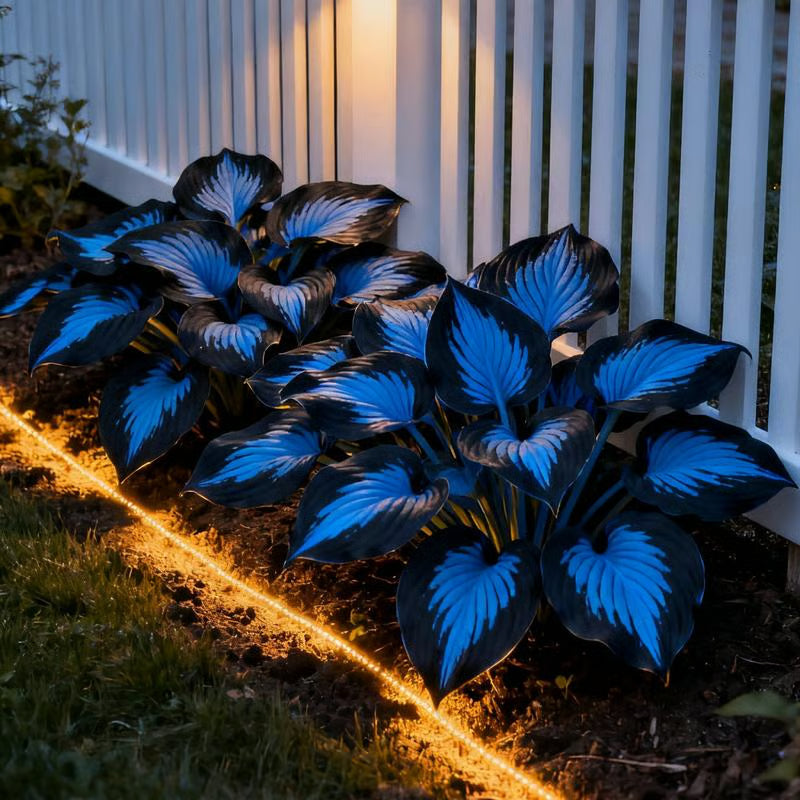 💥Καυτή Προσφορά 2025 🌌Σπόροι Hosta Midnight Purple Heart, ένα πολυετές φυτό που αγαπά τη σκιά για τον κήπο-GR