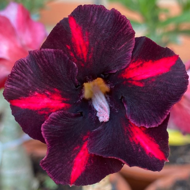 🎁Čebulice puščavskih vrtnic🌵Zelo enostavne za nego! 🌸Čebulice Adenium Obesum-SI